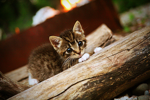 爱游戏体育在线赛事-NBA联盟引入全息转播技术，现场感提升受球迷好评，nba全息投影